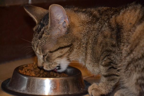 Acana senior entrée cat 1.8 kg