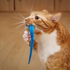 Gatito raton