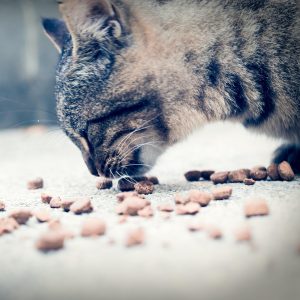 Gerolamo gato gastro 2 kg
