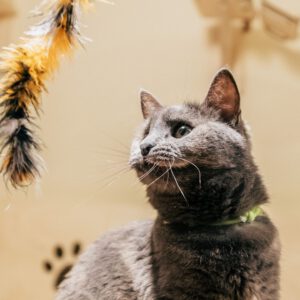 Varita con plumas para gato
