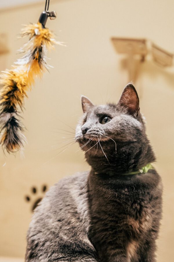 Varita con plumas para gato