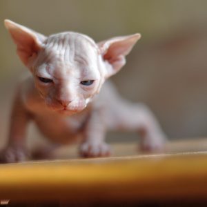 Sphynx gato M