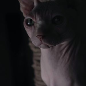 Sphynx gato XS